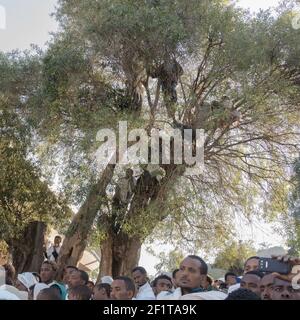 Éthiopie Lalibela lPilgrims observez la procession du matin de Noël des prêtres et des diacres à Beta Maryam. Banque D'Images