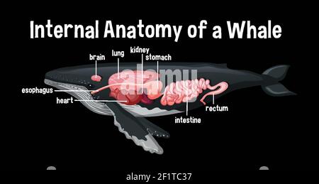 Anatomie Interne D'une Baleine Avec L'illustration De L'étiquette Image ...