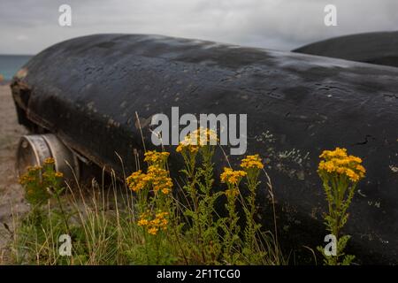 Paysage avec bateau noir sur une plage de sable sur un gris, jour pluvieux et jaune, fleurs sauvages au premier plan Banque D'Images