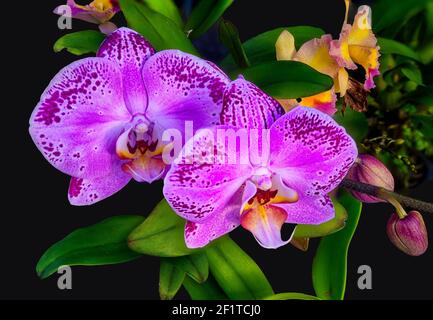 Gros plan des fleurs d'orchidées de Phalaenopsis rose Banque D'Images