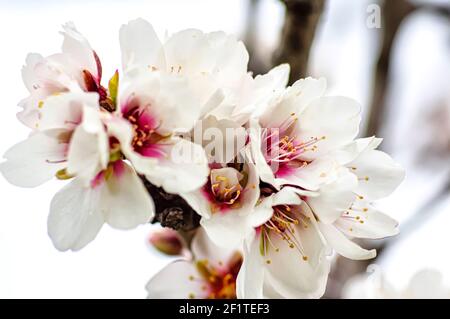 Fleurs d'amande photographiées en Sardaigne, arbres d'amande fleuris et branches de fleurs d'amande Banque D'Images