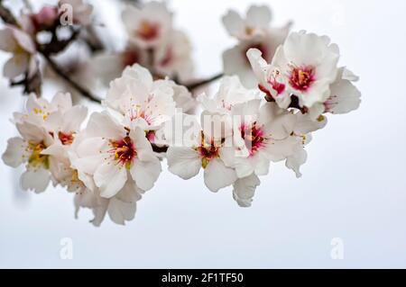 Fleurs d'amande photographiées en Sardaigne, arbres d'amande fleuris et branches de fleurs d'amande Banque D'Images