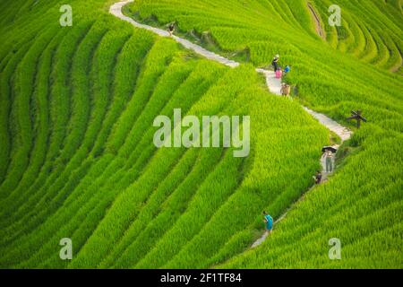 Sentier de randonnée à travers les terrasses de Longji Rice Banque D'Images