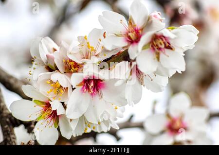 Fleurs d'amande photographiées en Sardaigne, arbres d'amande fleuris et branches de fleurs d'amande Banque D'Images