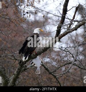 Aigle à tête blanche avec la plie rouge Starry, Comox, île de Vancouver, Colombie-Britannique, Canada Banque D'Images