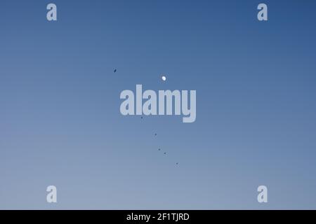 Paysage avec ciel bleu, lune lumineuse et montante et floqué d'oiseaux volant en une seule ligne. Minimalisme. Banque D'Images