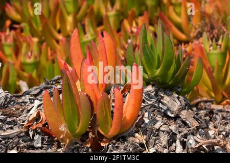 Carpobrotus edulis. Plantes rampantes et succents de la griffe de chat. Mise au point sélective Banque D'Images