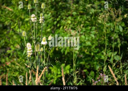 Dipsacus fullonum ou Dipsacus sylvestris, également connu sous le nom de cuillerée à thé sauvage ou cuillerée à café. Mise au point sélective Banque D'Images