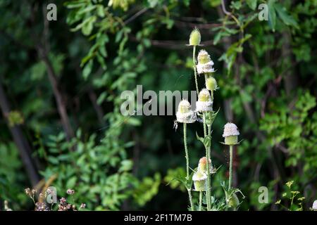 Dipsacus fullonum ou Dipsacus sylvestris, également connu sous le nom de cuillerée à thé sauvage ou cuillerée à café. Mise au point sélective Banque D'Images