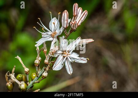 Asphodel photographié dans la campagne de la Sardaigne avec un foyer sélectif, un arrière-plan flou et une petite profondeur de champ Banque D'Images