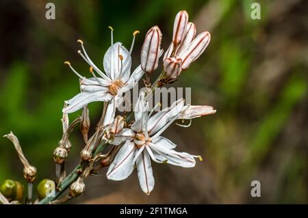 Asphodel photographié dans la campagne de la Sardaigne avec un foyer sélectif, un arrière-plan flou et une petite profondeur de champ Banque D'Images