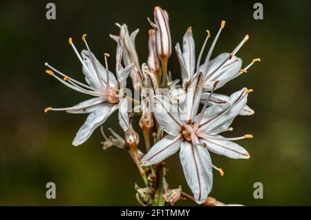 Asphodel photographié dans la campagne de la Sardaigne avec un foyer sélectif, un arrière-plan flou et une petite profondeur de champ Banque D'Images