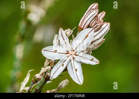 Asphodel photographié dans la campagne de la Sardaigne avec un foyer sélectif, un arrière-plan flou et une petite profondeur de champ Banque D'Images