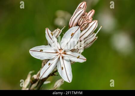 Asphodel photographié dans la campagne de la Sardaigne avec un foyer sélectif, un arrière-plan flou et une petite profondeur de champ Banque D'Images