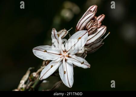 Asphodel photographié dans la campagne de la Sardaigne avec un foyer sélectif, un arrière-plan flou et une petite profondeur de champ Banque D'Images