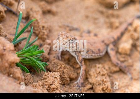 Gros plan Agama à tête tourée ou Phrynocephalus maculatus sur le sable dans l'habitat naturel. Mise au point sélective. Banque D'Images