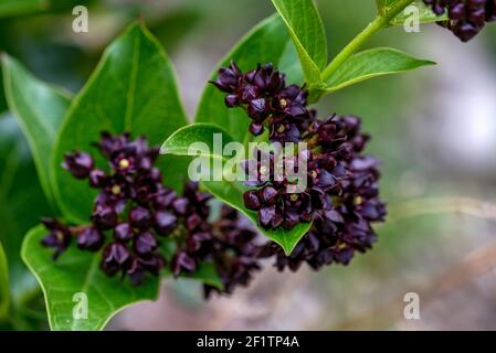 Vincetoxicum fillebre, millepertuis pourpre. Plante sauvage en été. Mise au point sélective Banque D'Images