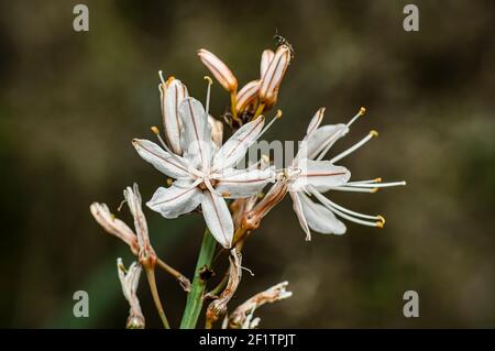 Asphodel photographié dans la campagne de la Sardaigne avec un foyer sélectif, un arrière-plan flou et une petite profondeur de champ Banque D'Images