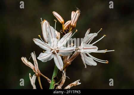 Asphodel photographié dans la campagne de la Sardaigne avec un foyer sélectif, un arrière-plan flou et une petite profondeur de champ Banque D'Images