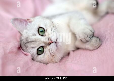 Un adorable chaton britannique blanc aux yeux bleus se trouve dessus son dos sur un tissu rose Banque D'Images