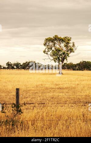 Eucalyptus dans un paysage australien Banque D'Images
