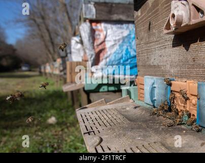 Istanbul. 5 mars 2021. Photo prise le 5 mars 2021 montre un apiaire à Sile, un quartier isolé d'Istanbul, en Turquie. Le nombre de ruches dans tout le pays est passé de 5.6 millions en 2010 à 8 millions en 2019, et la production de miel est passée de 81,000 à 109,000 tonnes, selon de récents rapports de presse. Credit: Osman Orsal/Xinhua/Alay Live News Banque D'Images