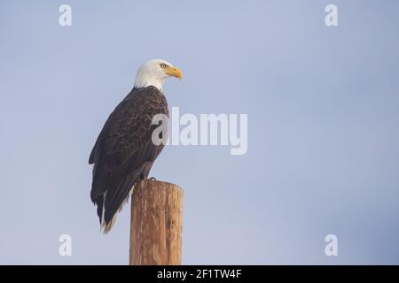 Aigle à tête blanche au sommet d'un poteau, dans une lumière douce et chaude. Tourné dans le comté de Lassen, Californie, États-Unis. Banque D'Images