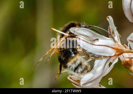 Asphodel photographié dans la campagne de la Sardaigne avec un foyer sélectif, un arrière-plan flou et une petite profondeur de champ Banque D'Images