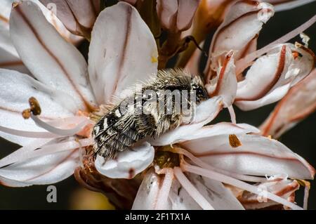 Tropinota Squalida Beetle en Sardaigne, Macro Photography, gros plan Photography Banque D'Images