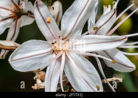 Asphodel photographié dans la campagne de la Sardaigne avec un foyer sélectif, un arrière-plan flou et une petite profondeur de champ Banque D'Images