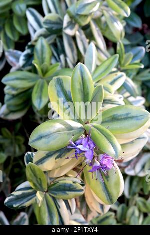 Hebe x franciscana Variegata Shrubby veronica Silver Queen – minuscules fleurs violettes avec feuilles variéguées, mars, Angleterre, Royaume-Uni Banque D'Images