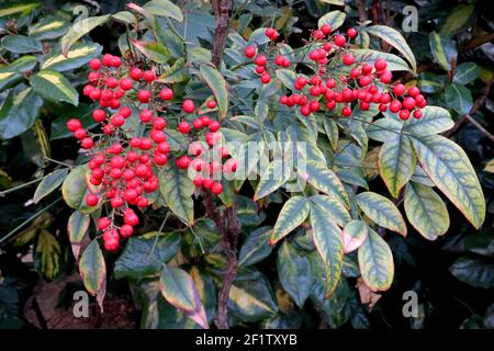 Nandina domestica «Fire power» bambou sacré - feuilles rouges avec baies rouges, mars, Angleterre, Royaume-Uni Banque D'Images