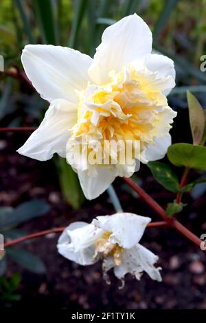 Narcisse 'Ice King' Division 4 Double daffodils Ice King daffodil – pétales blancs, base jaune et coeur à volants crème, mars, Angleterre, Royaume-Uni Banque D'Images