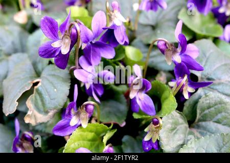 Viola odorata ‘Queen Charlotte’ violet doux Reine Charlotte – fleurs violets parfumées et feuilles en forme de cœur, mars, Angleterre, Royaume-Uni Banque D'Images