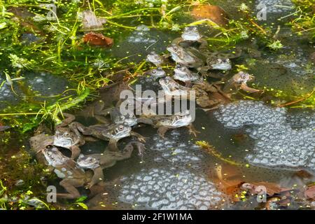 Grenouilles communes (Rana temporaria) entourée de grenouilles dans l'étang de jardin - Écosse, Royaume-Uni Banque D'Images