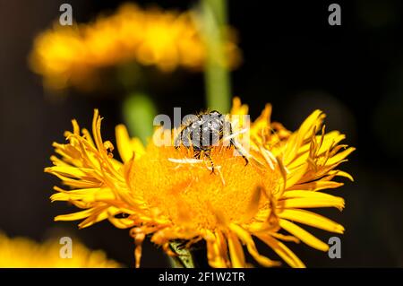 Tropinota Squalida Beetle en Sardaigne, Macro Photography, gros plan Photography Banque D'Images