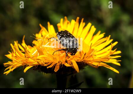 Tropinota Squalida Beetle en Sardaigne, Macro Photography, gros plan Photography Banque D'Images