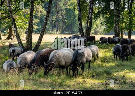 Beaucoup de moutons allemands de landes à un trou d'arrosage sur le Lunenburger Heath Banque D'Images