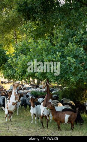 Moutons et chèvres des landes allemandes dans un trou d'eau Le Lunenburger Heath Banque D'Images