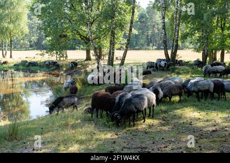 Beaucoup de moutons allemands de landes à un trou d'arrosage sur le Lunenburger Heath Banque D'Images