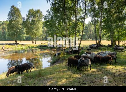 Beaucoup de moutons allemands de landes à un trou d'arrosage sur le Lunenburger Heath Banque D'Images