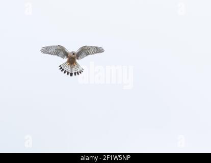 Un kestrel mâle (Royaume-Uni) avec fond blanc négatif. Banque D'Images