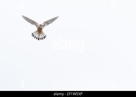 Un kestrel mâle (Royaume-Uni) avec fond blanc négatif. Banque D'Images