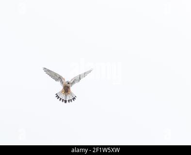 Un kestrel mâle (Royaume-Uni) avec fond blanc négatif. Banque D'Images