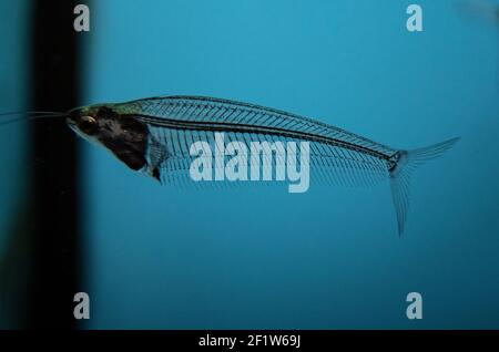 Poisson-chat en verre - krypthopterus bicirhis dans un aquarium d'eau douce Banque D'Images