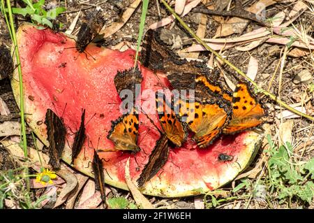 Papillon Nymphalis Polychloros, Nymph multicolore, photographié en Sardaigne Banque D'Images