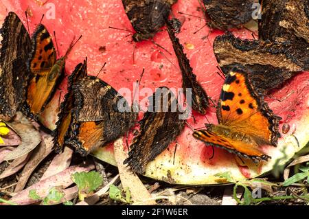 Papillon Nymphalis Polychloros, Nymph multicolore, photographié en Sardaigne Banque D'Images