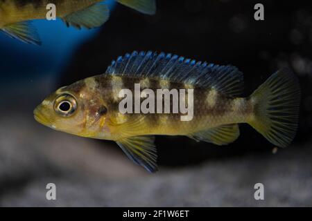 Bumblebee cichlid Pseudotropeus crabro dans l'aquarium tropical Banque D'Images