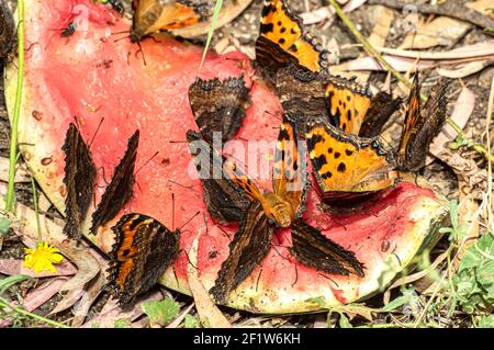 Papillon Nymphalis Polychloros, Nymph multicolore, photographié en Sardaigne Banque D'Images