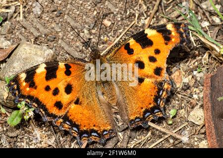 Papillon Nymphalis Polychloros, Nymph multicolore, photographié en Sardaigne Banque D'Images